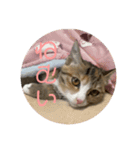 我が家の猫のみみぃちゃん（個別スタンプ：15）