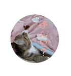 我が家の猫のみみぃちゃん（個別スタンプ：16）