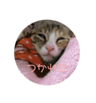 我が家の猫のみみぃちゃん（個別スタンプ：17）