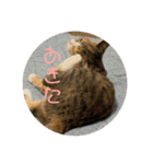 我が家の猫のみみぃちゃん（個別スタンプ：18）
