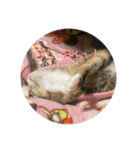 我が家の猫のみみぃちゃん（個別スタンプ：19）