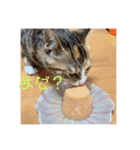 我が家の猫のみみぃちゃん（個別スタンプ：21）