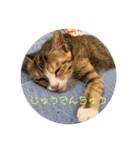 我が家の猫のみみぃちゃん（個別スタンプ：22）