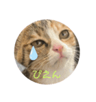 我が家の猫のみみぃちゃん（個別スタンプ：23）