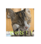 我が家の猫のみみぃちゃん（個別スタンプ：24）