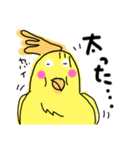らくがき おかめインコ 冬（個別スタンプ：30）