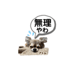 可愛い日常会話4（個別スタンプ：8）