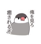 自由なインコと文鳥たち（個別スタンプ：13）