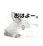 猫さん日常スタンプ（個別スタンプ：3）