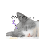 猫さん日常スタンプ（個別スタンプ：4）