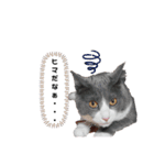 猫さん日常スタンプ（個別スタンプ：5）