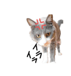 猫さん日常スタンプ（個別スタンプ：7）