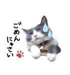 猫さん日常スタンプ（個別スタンプ：9）