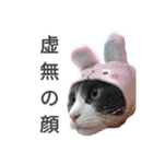 猫さん日常スタンプ（個別スタンプ：11）