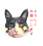 猫さん日常スタンプ（個別スタンプ：14）