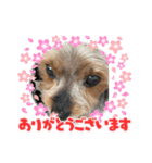 私のわんこ2（個別スタンプ：6）