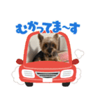 私のわんこ2（個別スタンプ：12）