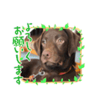 Choco Lab Moana's stamp（個別スタンプ：3）