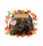 Choco Lab Moana's stamp（個別スタンプ：4）