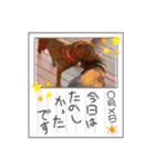 Choco Lab Moana's stamp（個別スタンプ：5）