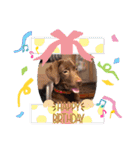 Choco Lab Moana's stamp（個別スタンプ：6）