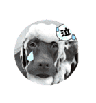 Choco Lab Moana's stamp（個別スタンプ：7）