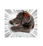 Choco Lab Moana's stamp（個別スタンプ：8）