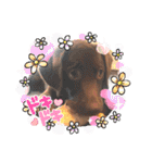 Choco Lab Moana's stamp（個別スタンプ：12）