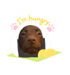 Choco Lab Moana's stamp（個別スタンプ：13）