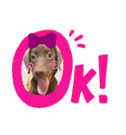 Choco Lab Moana's stamp（個別スタンプ：15）