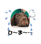 Choco Lab Moana's stamp（個別スタンプ：17）