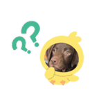 Choco Lab Moana's stamp（個別スタンプ：19）