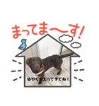 Choco Lab Moana's stamp（個別スタンプ：20）