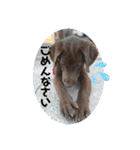 Choco Lab Moana's stamp（個別スタンプ：21）