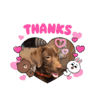 Choco Lab Moana's stamp（個別スタンプ：24）