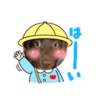 Choco Lab Moana's stamp（個別スタンプ：27）