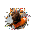 Choco Lab Moana's stamp（個別スタンプ：29）