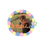 Choco Lab Moana's stamp（個別スタンプ：30）