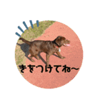 Choco Lab Moana's stamp（個別スタンプ：31）