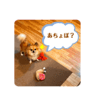 Ruu’s daily life…（個別スタンプ：9）