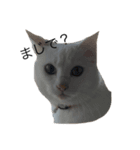 うちの猫ちゃーーん！（個別スタンプ：1）