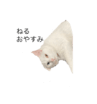 うちの猫ちゃーーん！（個別スタンプ：2）