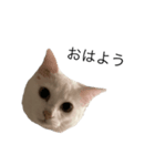 うちの猫ちゃーーん！（個別スタンプ：3）