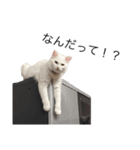 うちの猫ちゃーーん！（個別スタンプ：4）