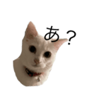 うちの猫ちゃーーん！（個別スタンプ：8）