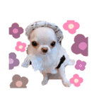 ♡♣♤♥chiwaham♥♦♧♠（個別スタンプ：2）