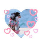 ♡♣♤♥chiwaham♥♦♧♠（個別スタンプ：6）