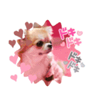 ♡♣♤♥chiwaham♥♦♧♠（個別スタンプ：15）