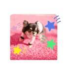 ♡♣♤♥chiwaham♥♦♧♠（個別スタンプ：16）