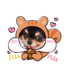 ♡♣♤♥chiwaham♥♦♧♠（個別スタンプ：21）